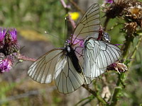 Papillon, Le Gaze - Aporia crataegi (ph. Mrugala F., Chamelet, 2018-06)(3)